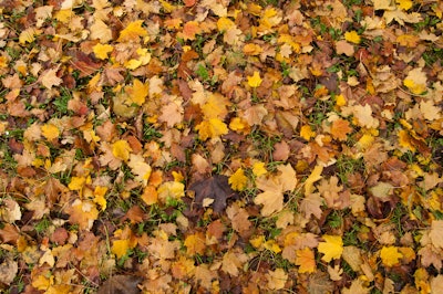 Fallen leaves