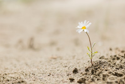 Gettyimages Flower