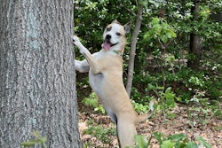 dog at a tree