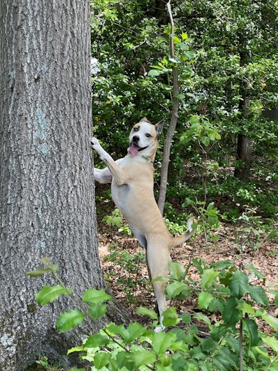 dog at a tree