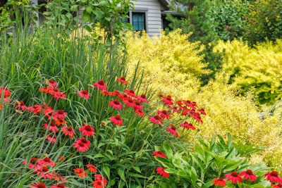 chinacea hybrid 'Balevoesta' Evolution Fiesta
