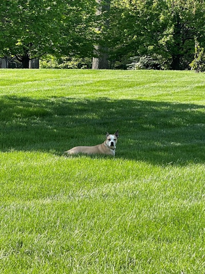 Backyard-Mulligan-Kris-KiserSM.jpg