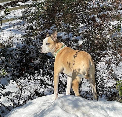 Dog in the snow