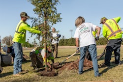 planting a tree