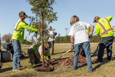 planting a tree