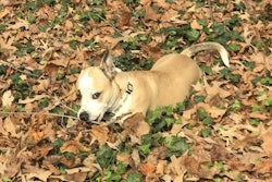 Mully In Leaves