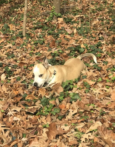 Mully In Leaves