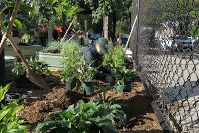 Project Ever Green Corona Peach Tree Garden Volunteer Planting