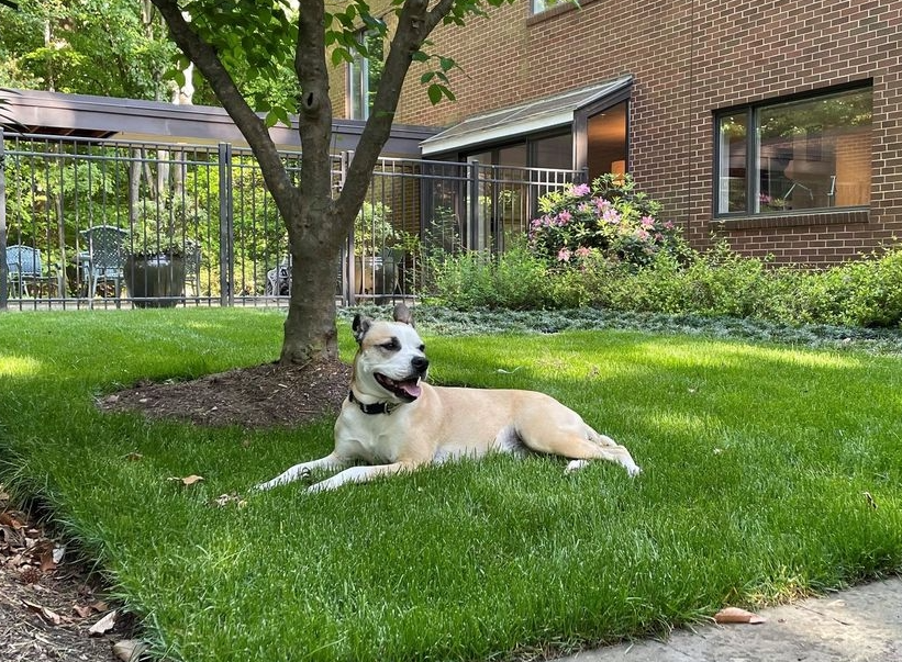 2026 Trendspic Mulligan