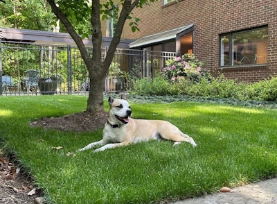 2026 Trendspic Mulligan