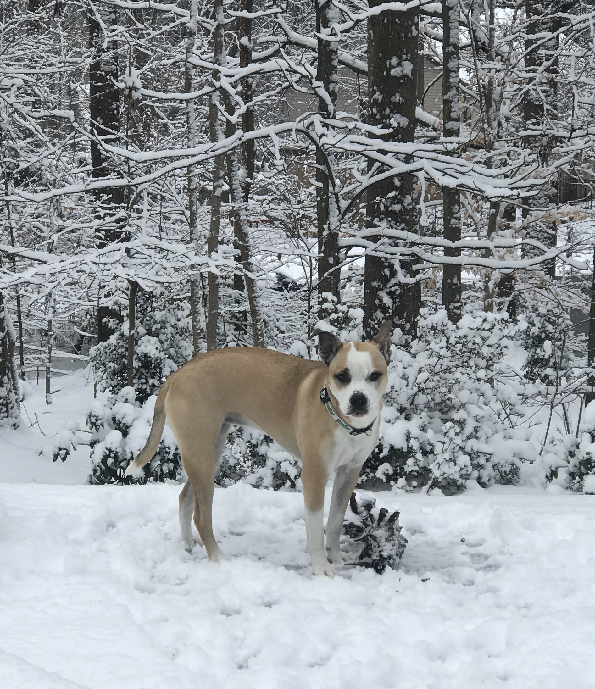 1 Mully In Backyard Snow