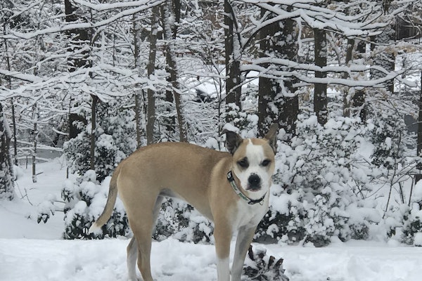 1 Mully In Backyard Snow