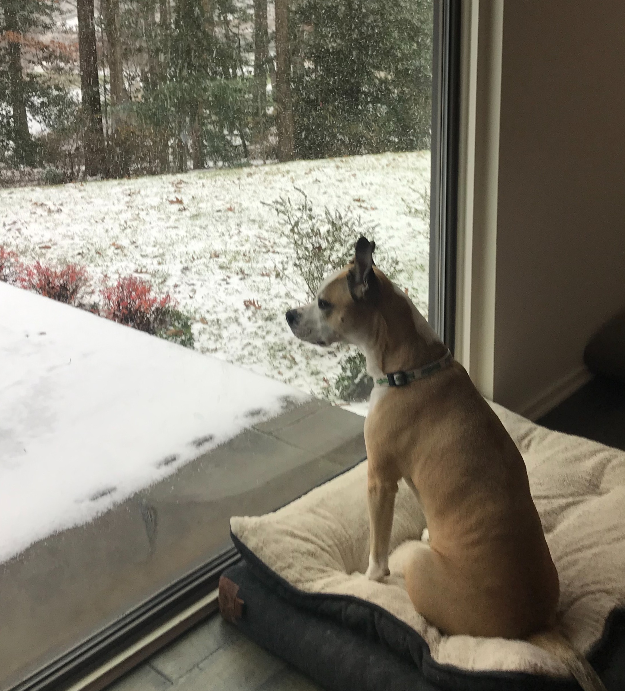 Mulligan Inside Looking At Winter Backyard