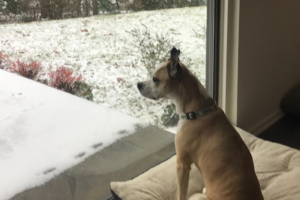 Mulligan Inside Looking At Winter Backyard