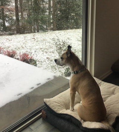Mulligan Inside Looking At Winter Backyard