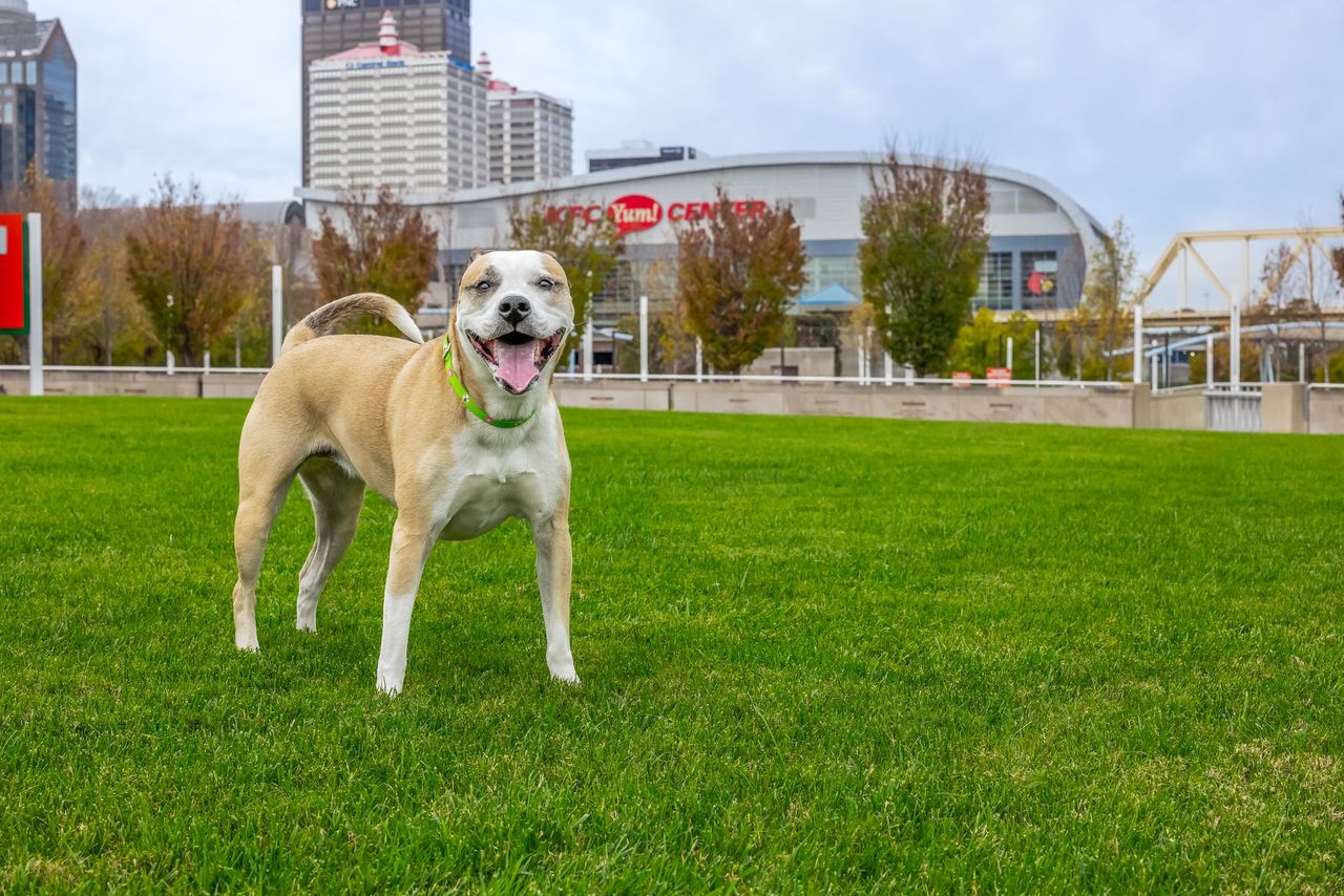 Mulligan, Mr. Kiser&rsquo;s pup, stands on the Great Lawn