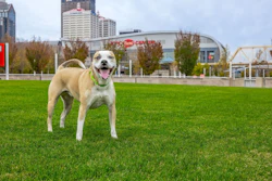 Mulligan, Mr. Kiser’s pup, stands on the Great Lawn