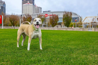 Mulligan, Mr. Kiser’s pup, stands on the Great Lawn