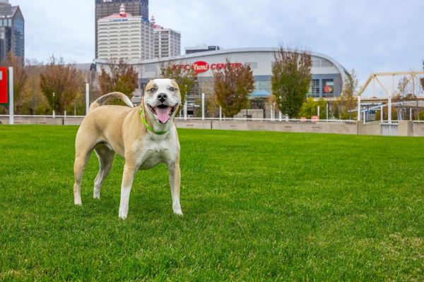 Mulligan, Mr. Kiser’s pup, stands on the Great Lawn
