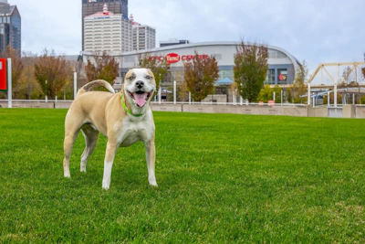 Mulligan, Mr. Kiser&rsquo;s pup, stands on the Great Lawn