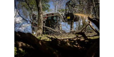 Bobcat
