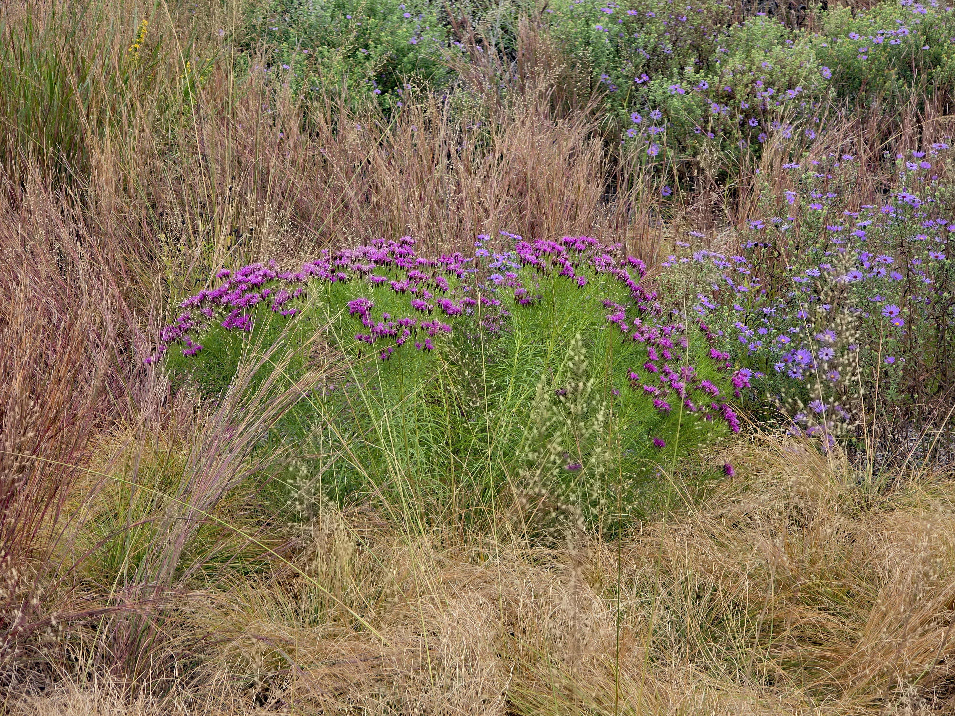 Vernonia Summer Swan Song