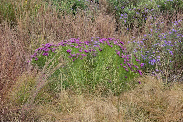 Vernonia Summer Swan Song