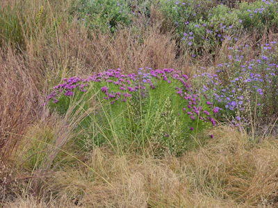 Vernonia Summer Swan Song