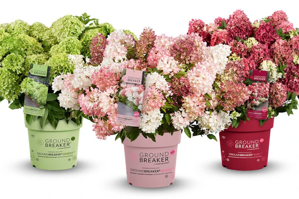Groundbreaker Groundcover Panicle Hydrangeas