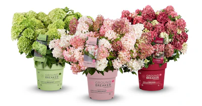 Groundbreaker Groundcover Panicle Hydrangeas